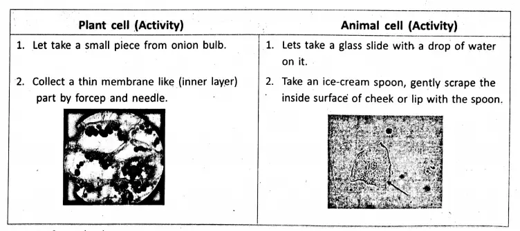 WBBSE Notes For Class 8 General Science And Environment Chapter 6 Structure Of Living Organism Plant cell and animal cell 1