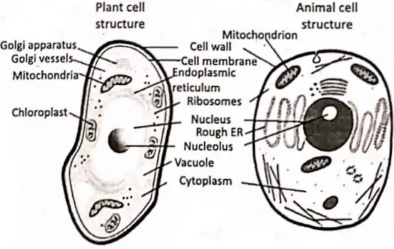 WBBSE Notes For Class 8 General Science And Environment Chapter 6 Structure Of Living Organism Plant cell and animal cell