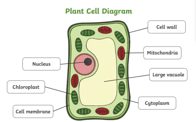 WBBSE Notes For Class 8 General Science And Environment Chapter 6 Structure Of Living Organism Plant cell