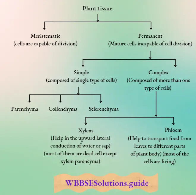 WBBSE Notes For Class 8 General Science And Environment Chapter 6 Structure Of Living Organism Plant tissue