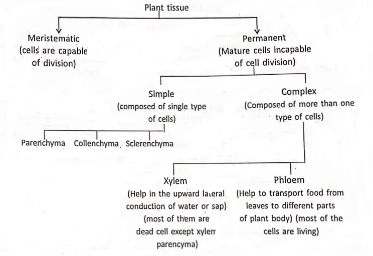 WBBSE Notes For Class 8 General Science And Environment Chapter 6 Structure Of Living Organism Plant tissue