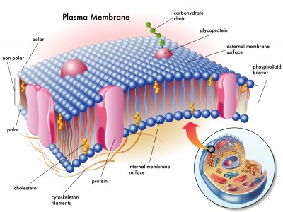 WBBSE Notes For Class 8 General Science And Environment Chapter 6 Structure Of Living Organism Plasma membrane