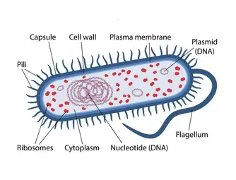 WBBSE Notes For Class 8 General Science And Environment Chapter 6 Structure Of Living Organism Prokaryotic cell