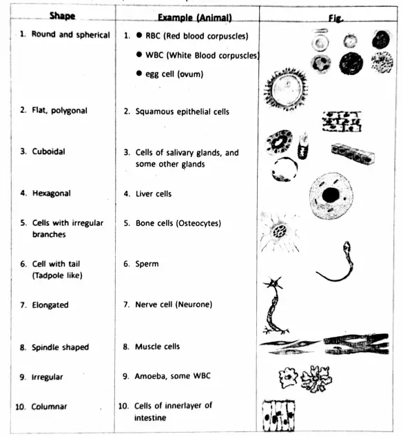 WBBSE Notes For Class 8 General Science And Environment Chapter 6 Structure Of Living Organism Some cells (animal) and their shape
