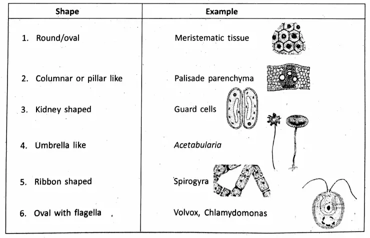 WBBSE Notes For Class 8 General Science And Environment Chapter 6 Structure Of Living Organism Some plant cells of different