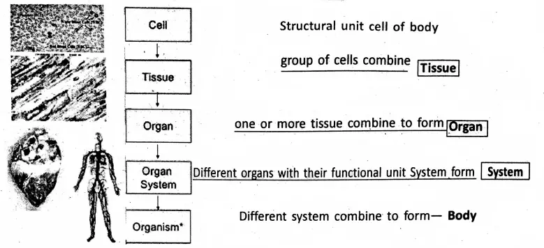 WBBSE Notes For Class 8 General Science And Environment Chapter 6 Structure Of Living Organism Structural unit cell of body