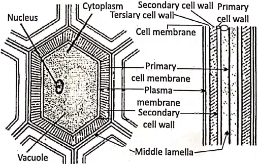 WBBSE Notes For Class 8 General Science And Environment Chapter 6 Structure Of Living Organism Structure of the cell wall