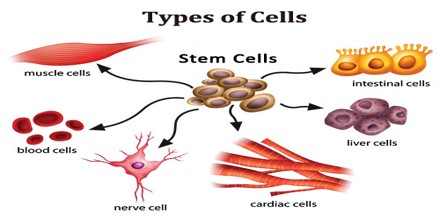 WBBSE Notes For Class 8 General Science And Environment Chapter 6 Structure Of Living Organism Types of cells