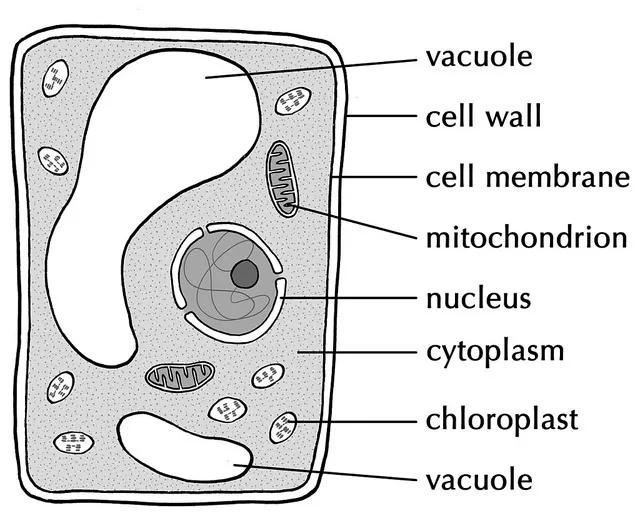 WBBSE Notes For Class 8 General Science And Environment Chapter 6 Structure Of Living Organism Vacuoles