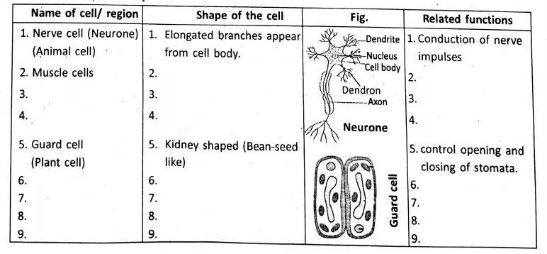 WBBSE Notes For Class 8 General Science And Environment Chapter 6 Structure Of Living Organism cell region, shape related funtions