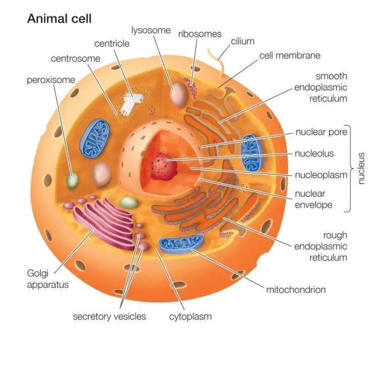 WBBSE Notes For Class 8 General Science And Environment Chapter 6 Structure Of Living Organism lAnimal cell