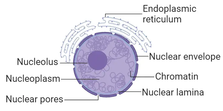 WBBSE Notes For Class 8 General Science And Environment Chapter 6 Structure Of Living Organism ultrastructure of nucleus