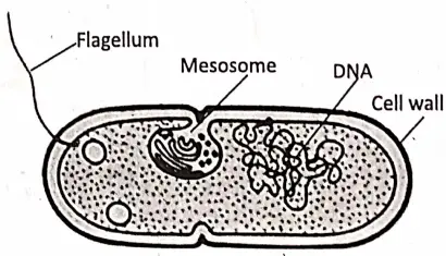 WBBSE Notes For Class 8 General Science And Environment Chapter 7 World Of Microbes Bacteria