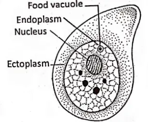 WBBSE Notes For Class 8 General Science And Environment Chapter 7 World Of Microbes Harmful protozoa Entamoeba histolytica