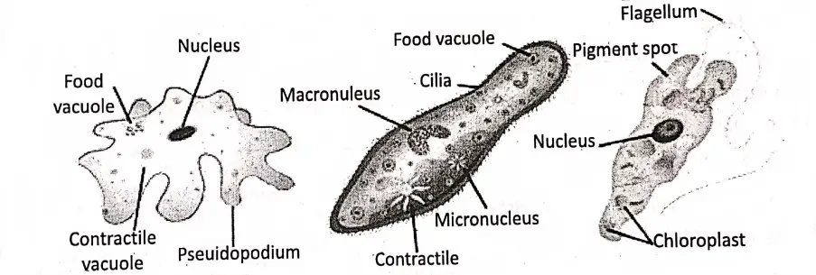 WBBSE Notes For Class 8 General Science And Environment Chapter 7 World Of Microbes Protozoa (Microbes)