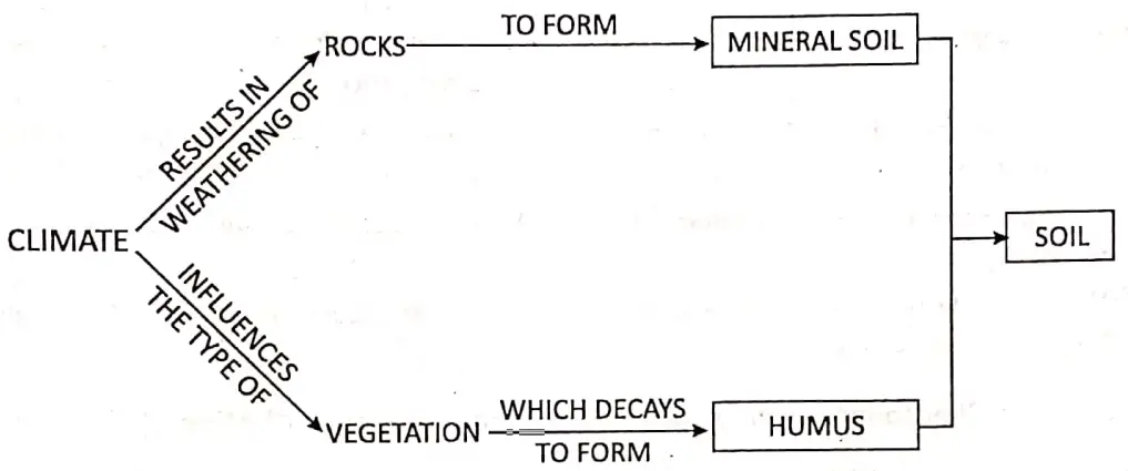 WBBSE Notes For Class 8 Geography Chapter 3 Rocks Soil Formation