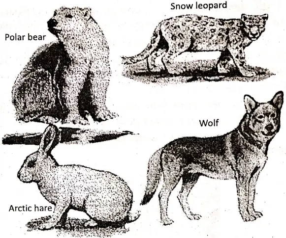 WBBSE Notes For Class 8 Geography Chapter 6 Climatic Regions Animals Of Tundra Region