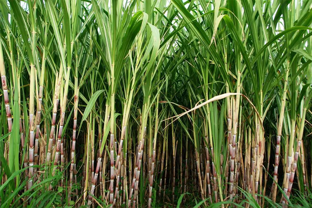 WBBSE Notes For Class 8 Geography Chapter 6 Climatic Regions Cultivation Of Sugarcane