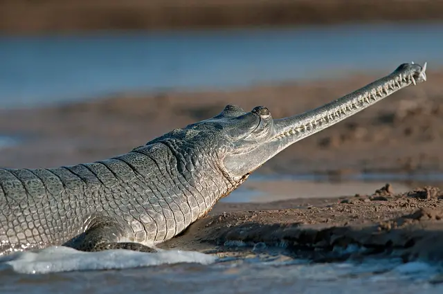 WBBSE Notes For Class 8 Geography Chapter 6 Climatic Regions Giant Animal Of Equatorial Region Gharial Crocodile