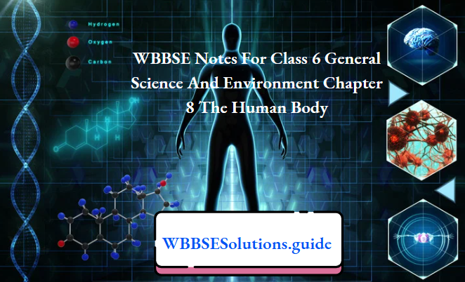 WBBSE Class 6 Human Body Notes