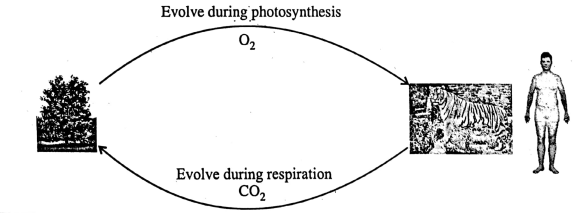 WBBSE Notes For Class 6 General Science And Environment Chapter 1 Interdependence Of Organisms And The Environment Oxygen and carbon dioxide