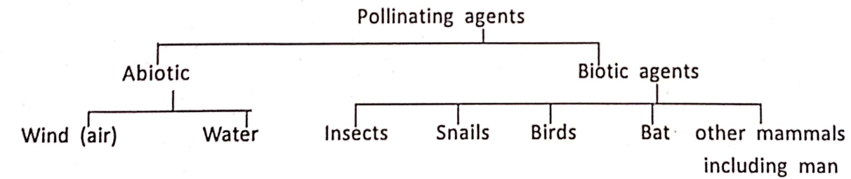 WBBSE Notes For Class 6 General Science And Environment Chapter 1 Interdependence Of Organisms And The Environment Pollinating agents