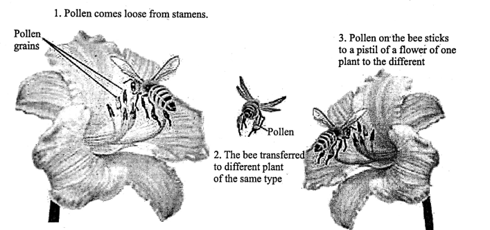 WBBSE Notes For Class 6 General Science And Environment Chapter 1 Interdependence Of Organisms And The Environment Self Pollination And Cross Pollination
