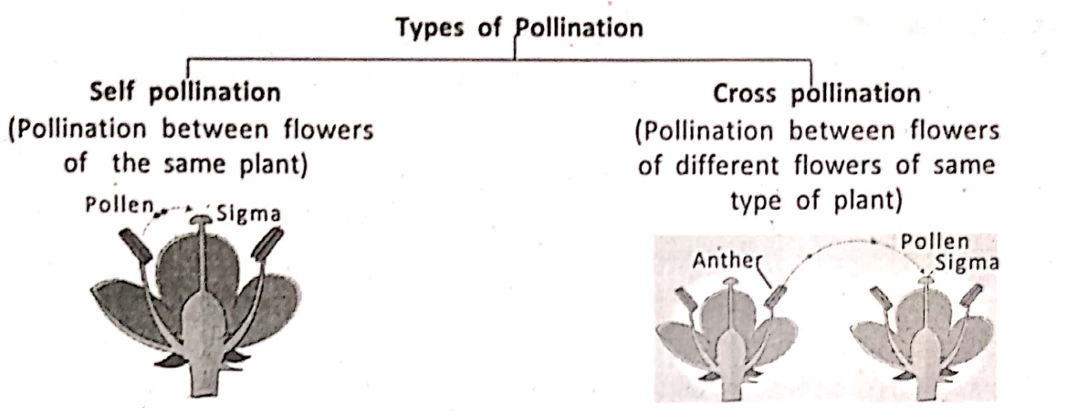 WBBSE Notes For Class 6 General Science And Environment Chapter 1 Interdependence Of Organisms And The Environment Types of Pollination