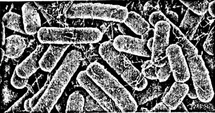 WBBSE Notes For Class 6 General Science And Environment Chapter 10 Biodiversity And Its Classification Bacteria