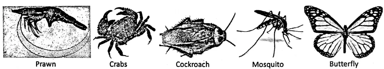 WBBSE Notes For Class 6 General Science And Environment Chapter 10 Biodiversity And Its Classification Examples of Arthopoda