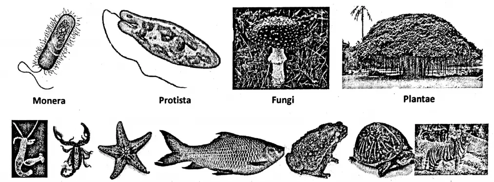 WBBSE Notes For Class 6 General Science And Environment Chapter 10 Biodiversity And Its Classification Kingdoms