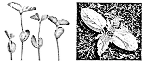 WBBSE Notes For Class 6 General Science And Environment Chapter 10 Biodiversity And Its Classification Monocotyledones and Dicotyledons