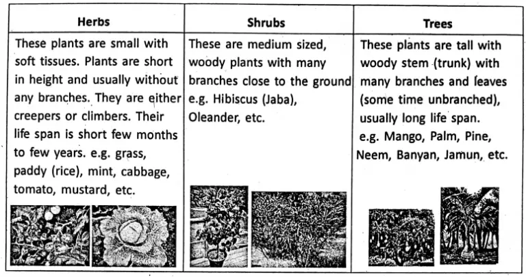 WBBSE Notes For Class 6 General Science And Environment Chapter 10 ...