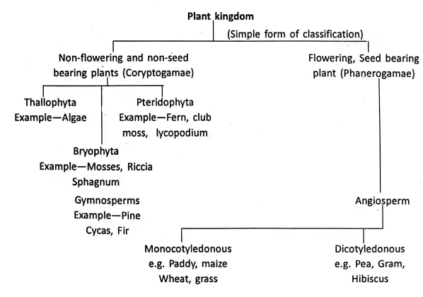 WBBSE Notes For Class 6 General Science And Environment Chapter 10 Biodiversity And Its Classification Plant kingdom