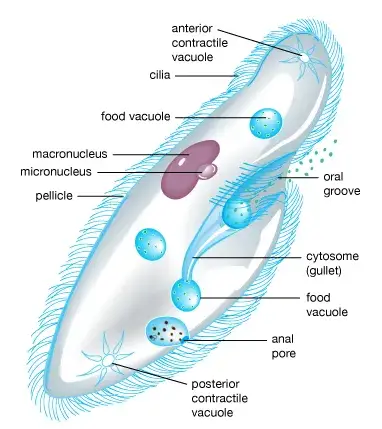 WBBSE Notes For Class 6 General Science And Environment Chapter 10 Biodiversity And Its Classification Protoza