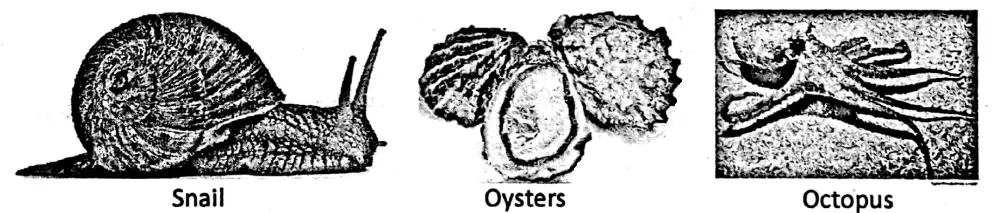 WBBSE Notes For Class 6 General Science And Environment Chapter 10 Biodiversity And Its Classification Sea and aquarium animals