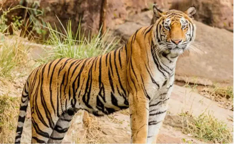 WBBSE Notes For Class 6 General Science And Environment Chapter 10 Biodiversity And Its Classification Tiger