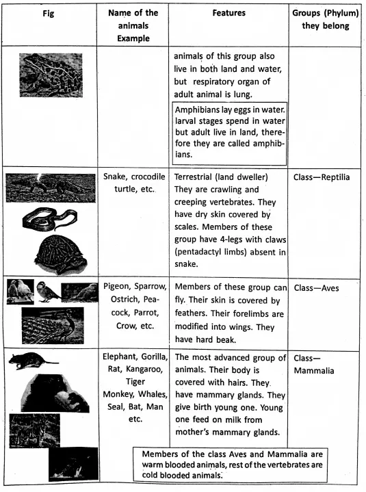 WBBSE Notes For Class 6 General Science And Environment Chapter 10 Biodiversity And Its Classification Verebrates 1