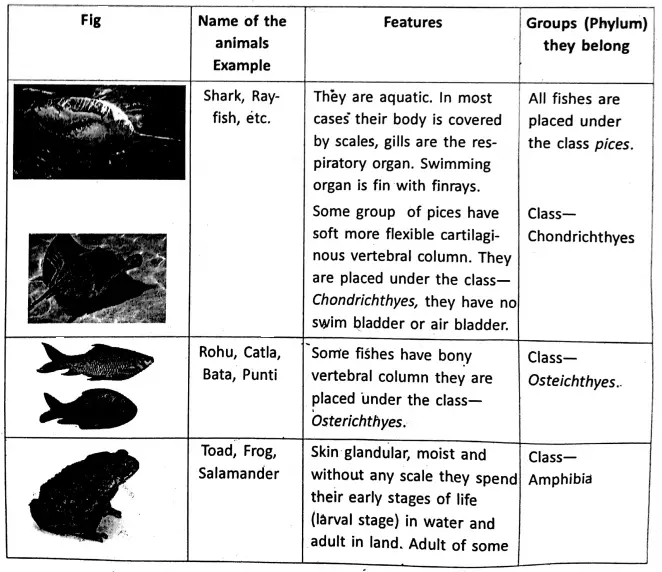 WBBSE Notes For Class 6 General Science And Environment Chapter 10 Biodiversity And Its Classification Verebrates