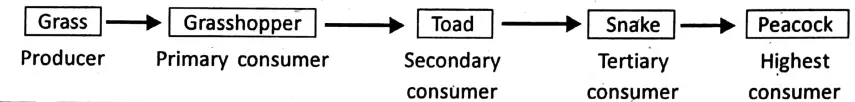 WBBSE Notes For Class 6 General Science And Environment Chapter 6 Primary Concept Of Force And Energy Food chain.