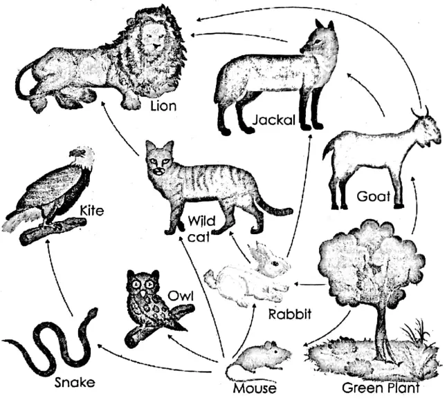 WBBSE Notes For Class 6 General Science And Environment Chapter 6 Primary Concept Of Force And Energy Food chain