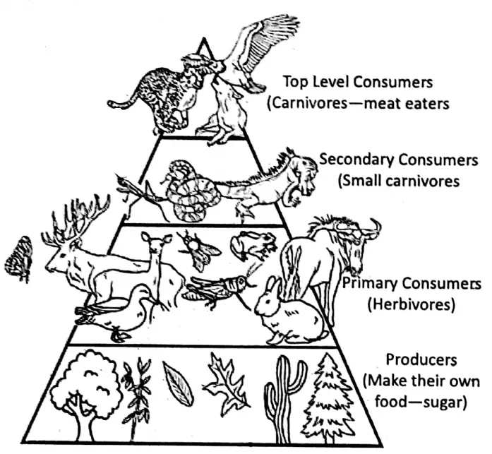 WBBSE Notes For Class 6 General Science And Environment Chapter 6 Primary Concept Of Force And Energy Food pyramid