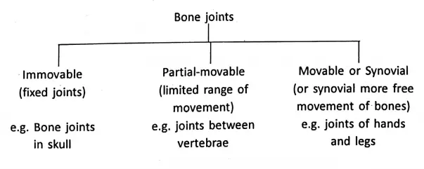 WBBSE Notes For Class 6 General Science And Environment Chapter 8 The Human Body Bone joints