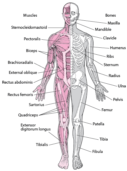 WBBSE Notes For Class 6 General Science And Environment Chapter 8 The Human Body Bones bone joints and muscles
