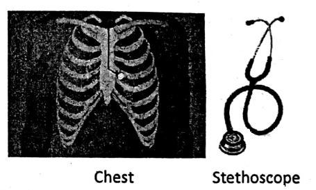 WBBSE Notes For Class 6 General Science And Environment Chapter 8 The Human Body Chest and stethoscope