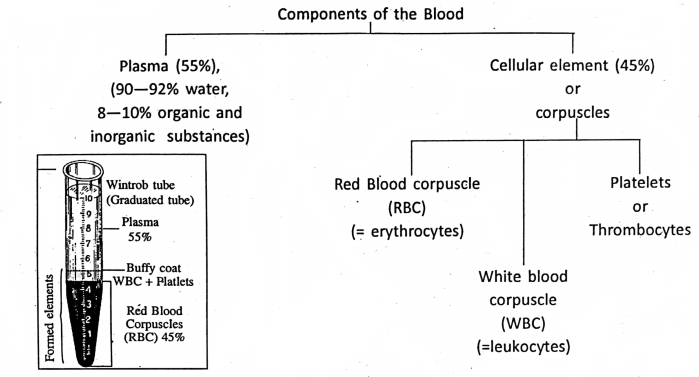 WBBSE Notes For Class 6 General Science And Environment Chapter 8 The Human Body Components of the blood