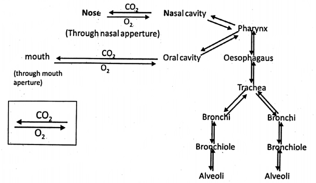 WBBSE Notes For Class 6 General Science And Environment Chapter 8 The Human Body Environment
