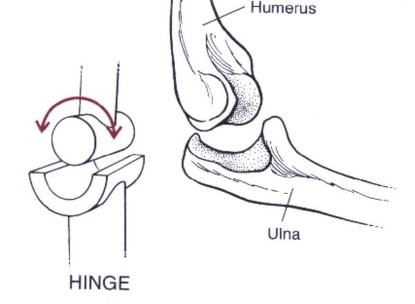 WBBSE Notes For Class 6 General Science And Environment Chapter 8 The Human Body Hinge Joint