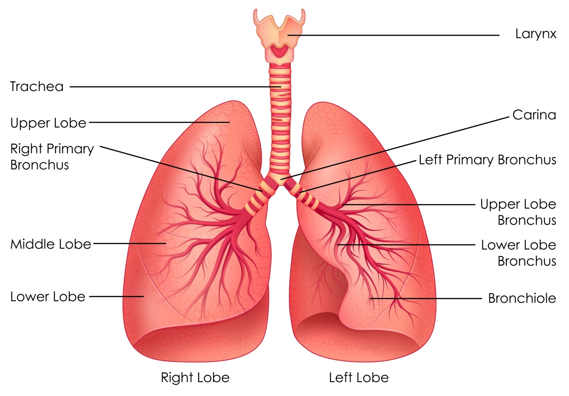 WBBSE Notes For Class 6 General Science And Environment Chapter 8 The Human Body Human Lung