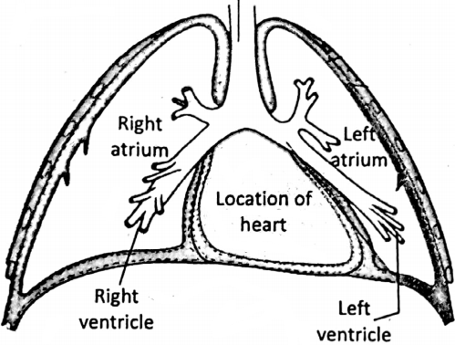 WBBSE Notes For Class 6 General Science And Environment Chapter 8 The Human Body Location of heart